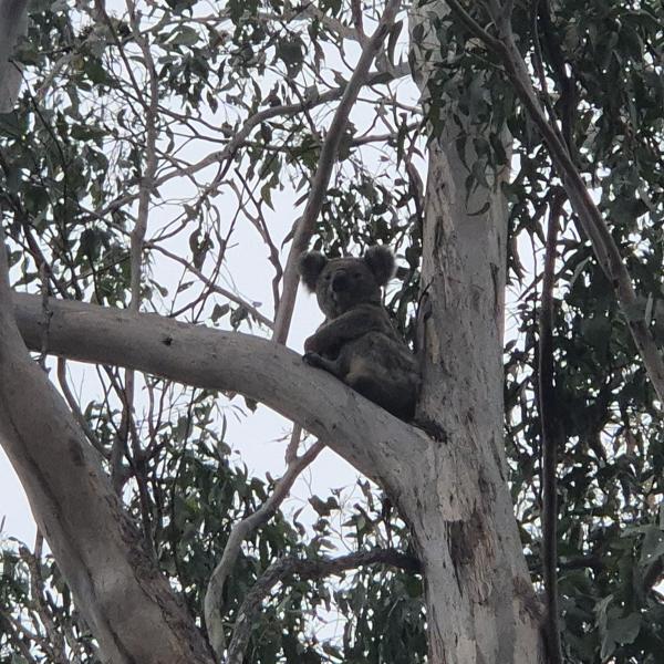 Ecology & Bushfire Risk for New Dwelling